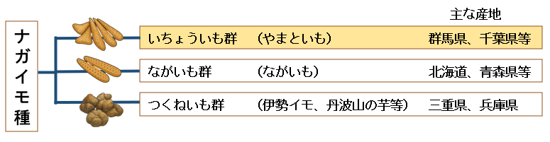やまといもの分類