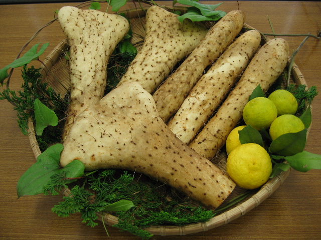 やまといも(棒状型と扁平型)