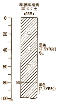 厚層腐植質黒ボク土柱状図