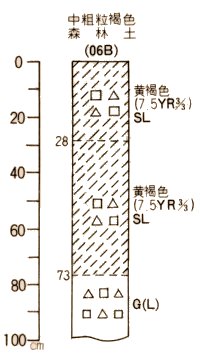 中粗粒褐色森林土柱状図