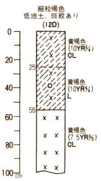 細粒褐色低地土斑紋あり柱状図