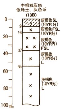 中粗粒灰色低地土灰色系柱状図