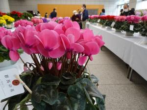 花品評会（過去の様子）